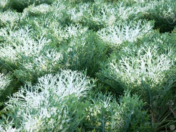 Капуста декоративная White Peacock