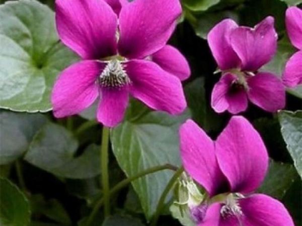 Виола сестринская Ruba