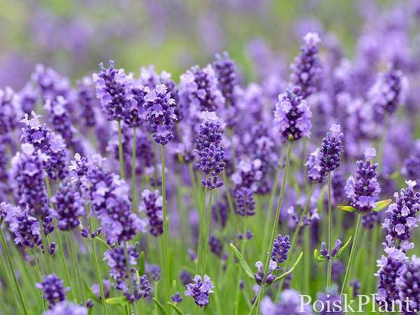 Лаванда узколистная Lavenite Petite