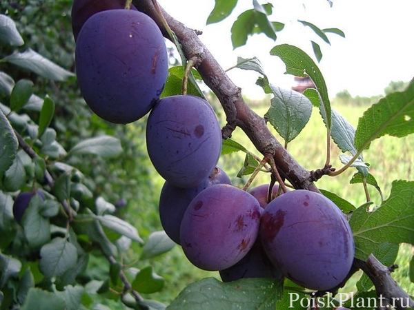 Слива домашняя Исполинская