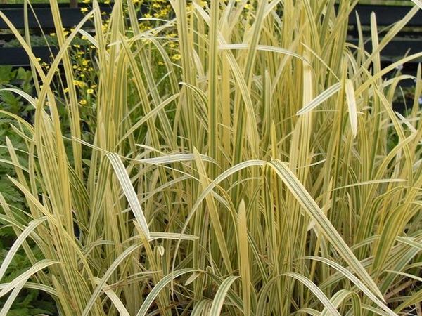 Манник большой Variegata