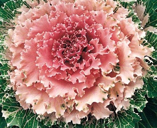 Капуста декоративная Osaka IQ Pink Bicolor