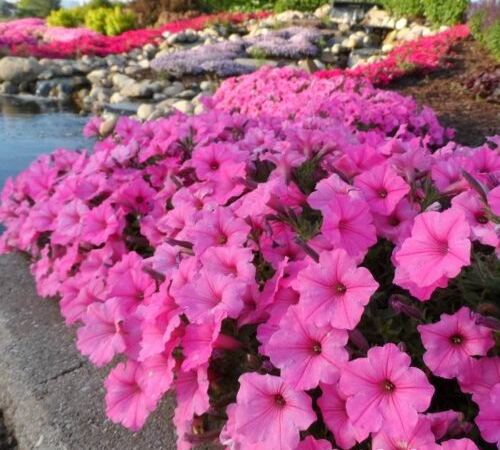 Петуния гибридная Supertunia Vista Bubblegum