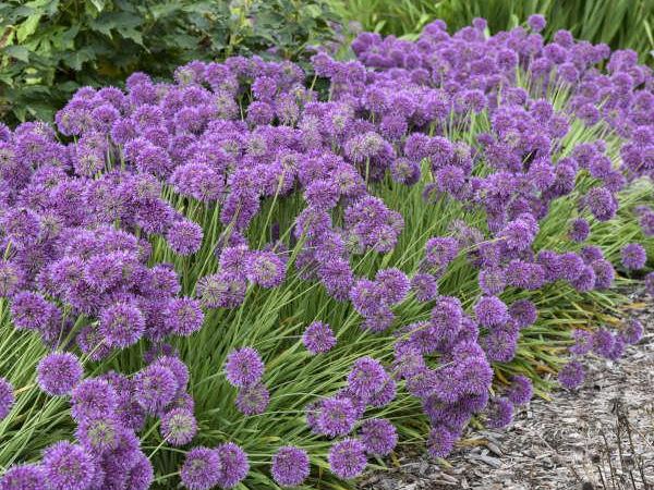 Лук чеснок Lavandula Bubbles