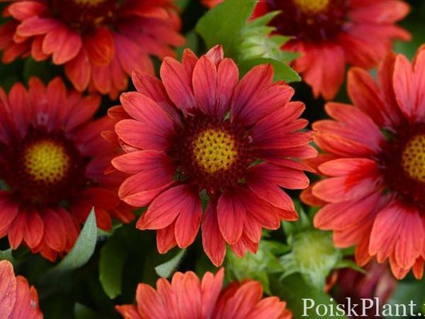 Гайллардия крупноцветковая Mesa Red