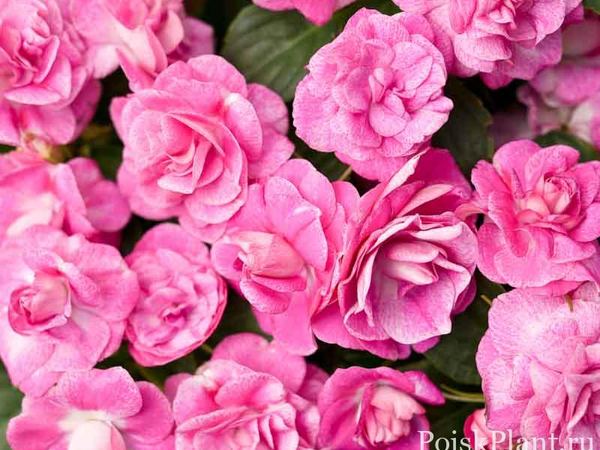 Бальзамин Валлера Rockapulco Rose