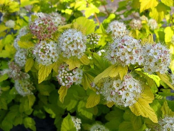 Пузыреплодник калинолистный Nugget
