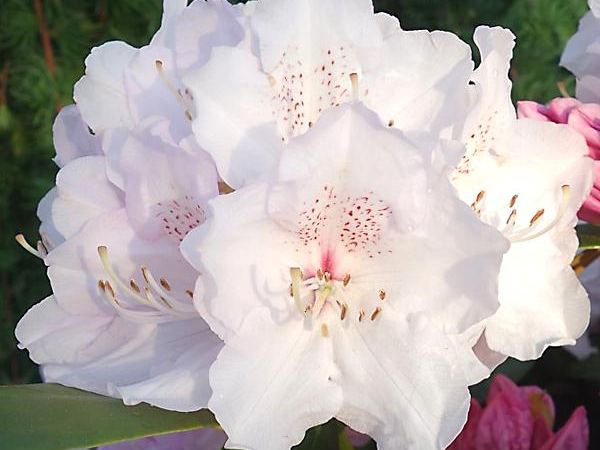 Рододендрон якушиманский Шникроне