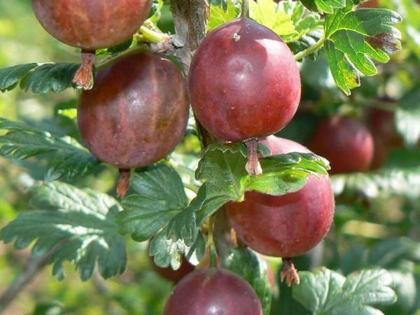 Смородина обыкновенный Lefora Seedling