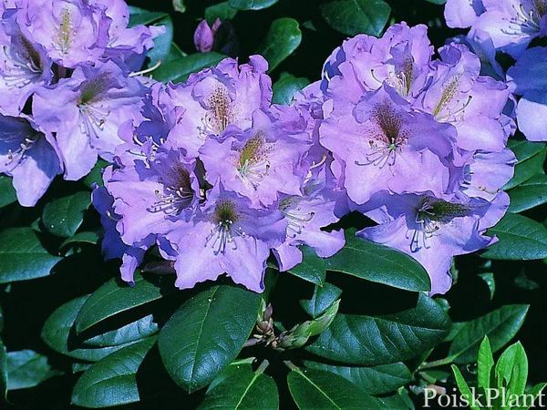 Рододендрон гибридный Lavandula Princess