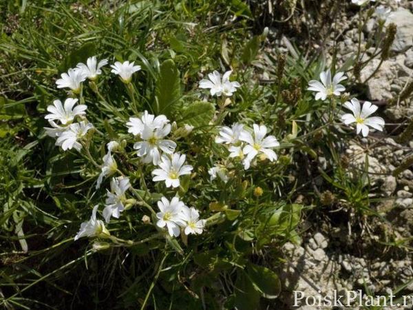 Ясколка альпийская var. lanatum