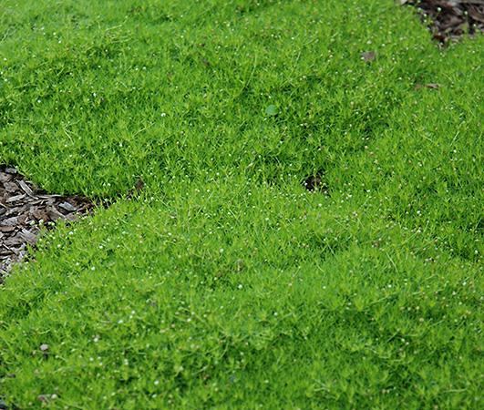 Мшанка шиловидная Green