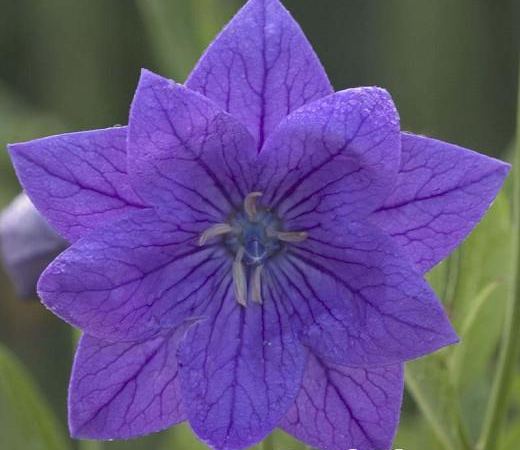 Ширококолокольчик крупноцветковый Double Blue