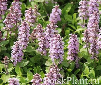Живучка ползучая Rosea