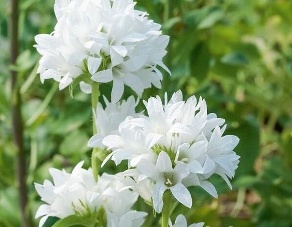 Колокольчик скученный Alba