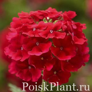 Вербена гибридная Lanai Scarlet with Eye