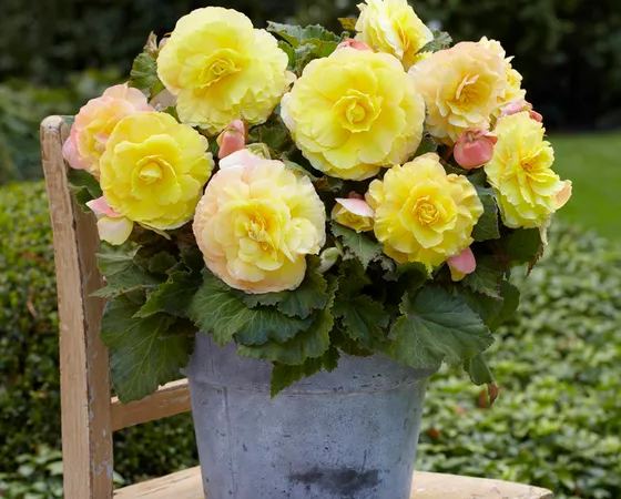 Бегония клубневая Superba Yellow