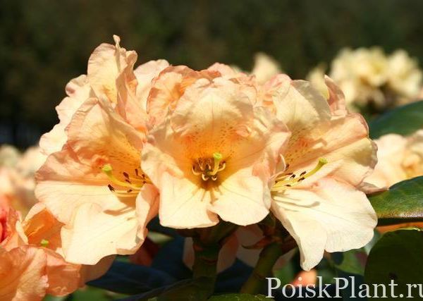 Рододендрон гибридный Golden Harmony