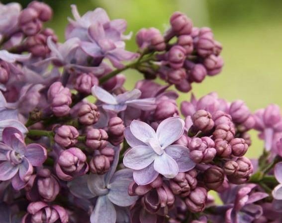 Сирень обыкновенная Perle von Stuttgart