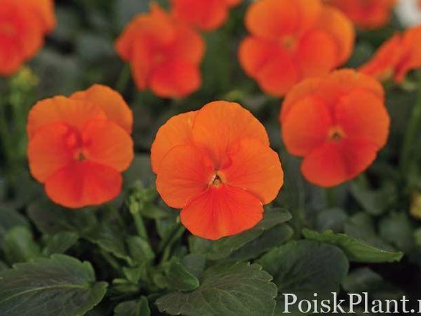 Виола виттрока Deep Orange