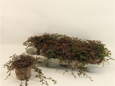 Селагинелла крючковатая Патина