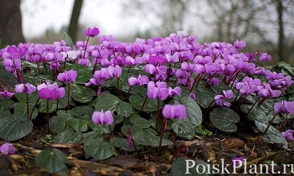 Цикламен косский