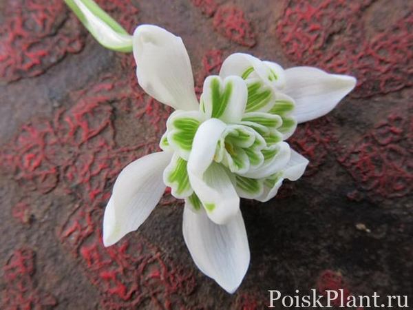 Подснежник белоснежный Flore Pleno