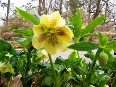 Морозник восточный Еллоу Леди