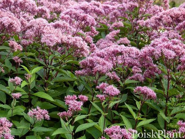 Посконник пятнистый Riesenschirm