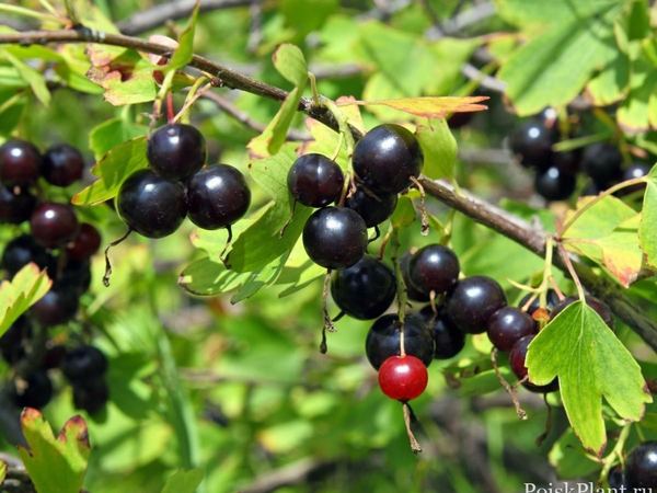 Смородина обыкновенный Jostabeere