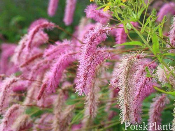 Кровохлебка корейская