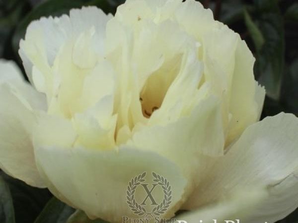 Пион травянистый Heavenly Sugar Cookie