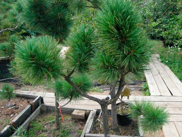 Сосна кедровая var.sibirica Izumrud