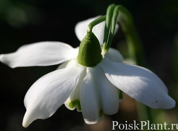 Подснежник белоснежный Wonston Double