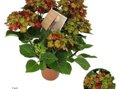 Гортензия крупнолистная Хи Роад Лила