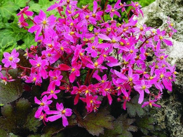Камнеломка кортузолистная Блэк Руби