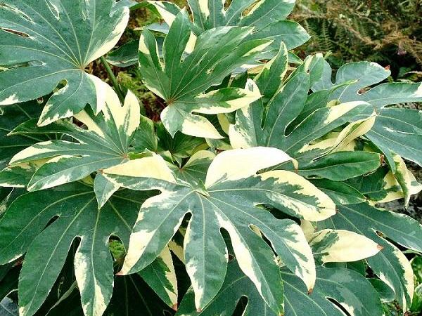 Фатсия японская Variegata