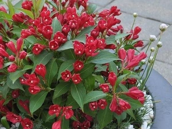 Вейгела гибридная Red Prince