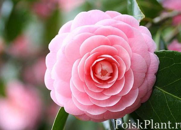 Камелия японская Pink Perfection