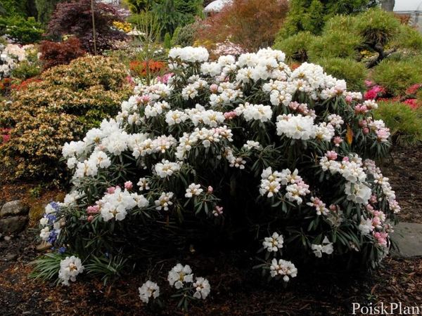 Рододендрон якушиманский Яку Ангел