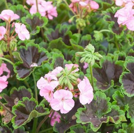 Пеларгония зональная Black Velvet Pink