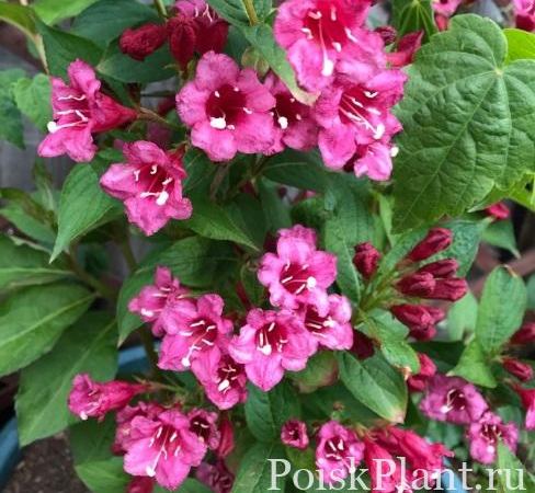 Вейгела цветущая Rosea