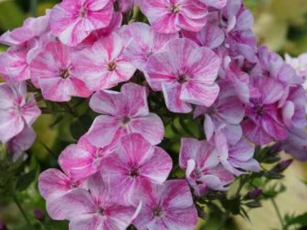 Флокс метельчатый Freckle Pink Shades