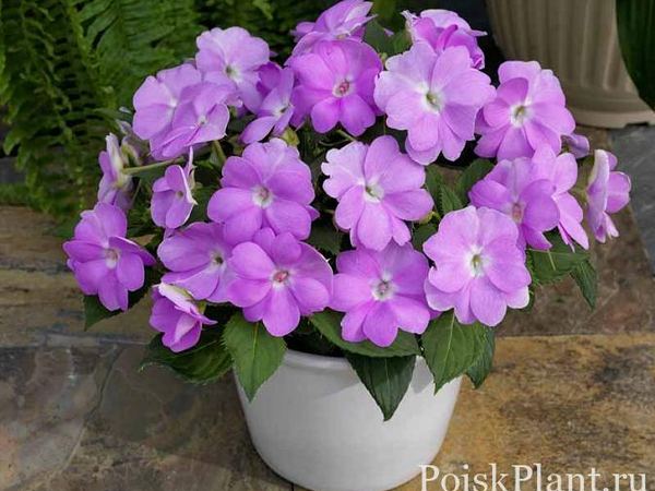 Бальзамин новогвинейский Compact Orchid Blush Impatiens
