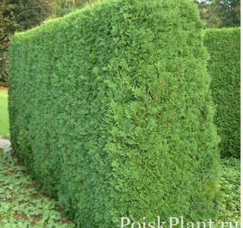 Туя западная Columna Auslese