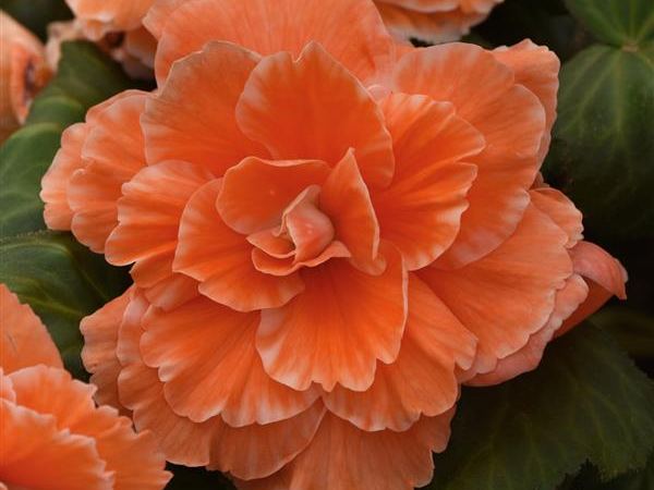 Бегония клубневая Picotee Lace Apricot