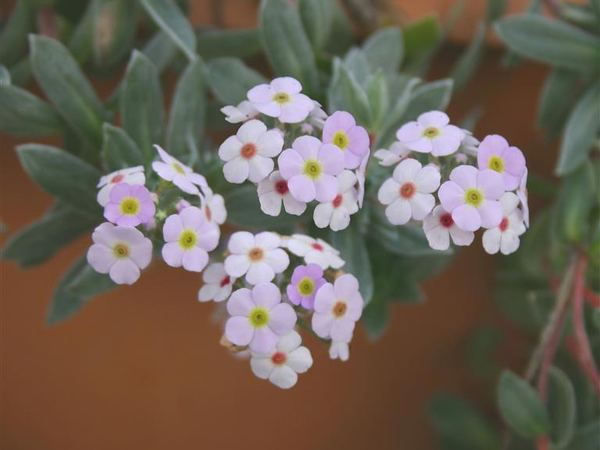 Проломник короткошерстистый