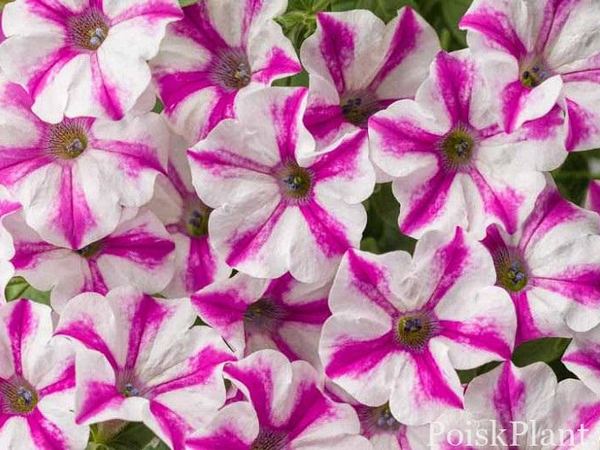 Петуния гибридная Supertunia Lovie Dovie