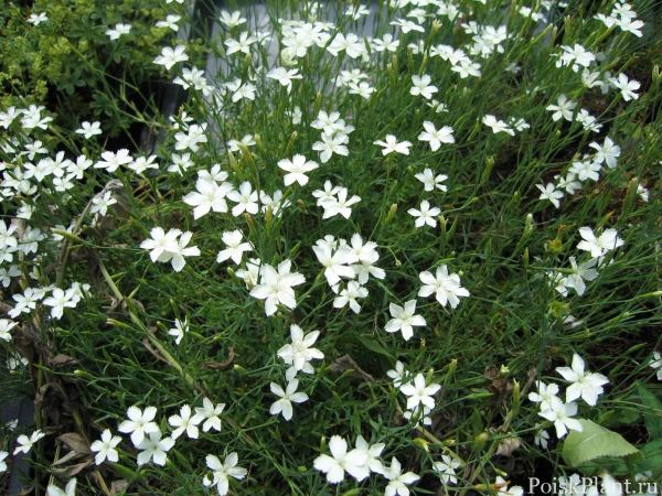 Гвоздика травянка Albiflorus