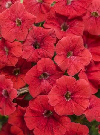 Петуния гибридная Supertunia Really Red